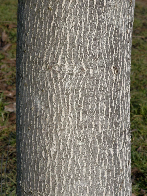 Juglans Regia, Walnuss-Sämling 6 Juglans Regia, Walnuss-Sämling – Bild 4