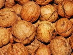 Juglans Regia, Walnuss-Sämling 12 Juglans Regia, Walnuss-Sämling -Gartenpflanzen walnuss juglans regia 4 1280x1280