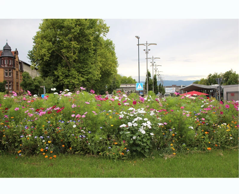 Blumenwiese - Werratal 4 Blumenwiese - Werratal – Bild 2