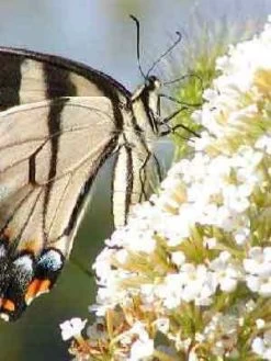 Stauden-Sortiment Für Den Weißen Garten 5 Sorten (12 Pflanzen)