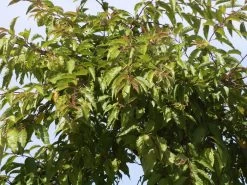 Prunus Subhirtella 'Autumnalis', Schneekirsche 8 Prunus Subhirtella 'Autumnalis', Schneekirsche -Gartenpflanzen winterkirsche blatt 1280x1280