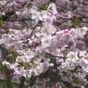 Prunus Subhirtella 'Autumnalis', Schneekirsche -Gartenpflanzen winterkirsche bluete 1280x1280