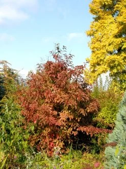 Viburnum Bodnantense 'Dawn', Winterschneeball -Gartenpflanzen winterschneeball 1280x1280