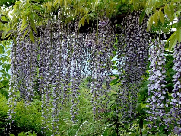 Wisteria Floribunda 'Macrobotrys', Blauregen 3 Wisteria Floribunda 'Macrobotrys', Blauregen
