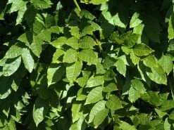Wisteria Sinensis, Chinesischer Blauregen -Gartenpflanzen wisteria sinensis blatt 1280x1280