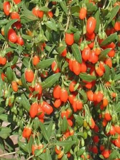 Goji-Beere, Wolfsbeere, (Lycium Barbarum) -Gartenpflanzen wolfsbeere 1280x1280