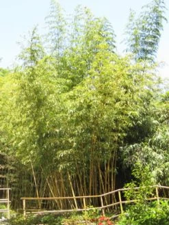 Phyllostachys Vivax Aureocaulis, Zauber-Bambus -Gartenpflanzen zauber bambus55599e5109695 1280x1280