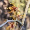 Hamamelis Intermedia 'Aphrodite', Zaubernuss -Gartenpflanzen zaubernuss aphrodite 1280x1280