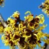 Hamamelis Intermedia 'Barmstedts Gold', Zaubernuss