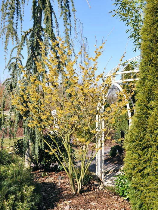 Hamamelis Mollis, Chinesiche Zaubernuss 4 Hamamelis Mollis, Chinesiche Zaubernuss – Bild 2