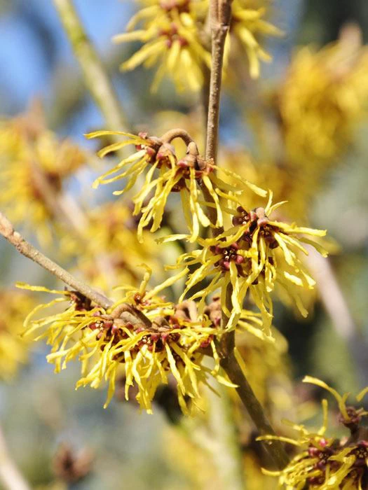 Hamamelis Mollis, Chinesiche Zaubernuss 3 Hamamelis Mollis, Chinesiche Zaubernuss