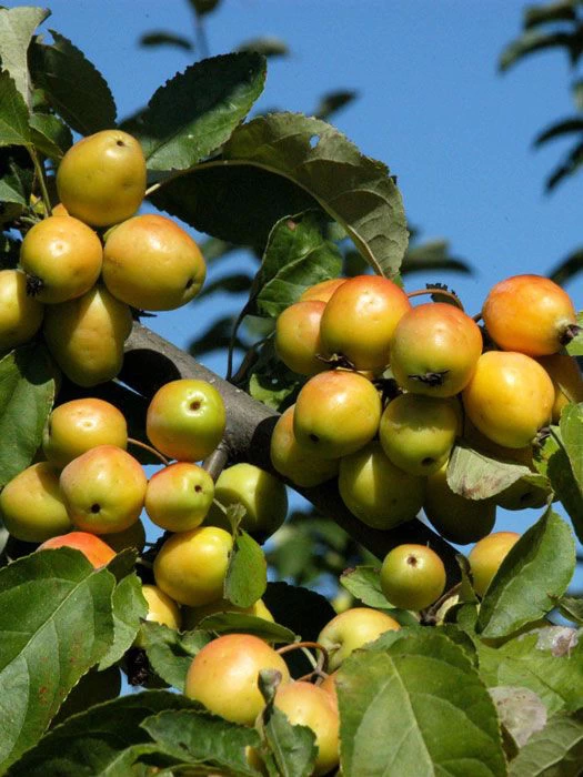 Malus 'Golden Hornet', Gelber Zierapfel 3 Malus 'Golden Hornet', Gelber Zierapfel