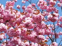 Prunus Serrulata 'Kanzan', Japanische Nelkenkirsche - Hochstamm -Gartenpflanzen zierkirsche kanzan 1280x1280