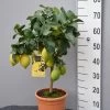 Citrus Limonum, Zitronenpflanze 1 Citrus Limonum, Zitronenpflanze -Gartenpflanzen zitrone klein 1280x1280