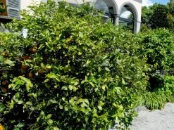 Citrus Limonum, Zitronenpflanze -Gartenpflanzen zitronenpflanze 1280x1280