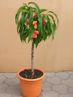 Zwergpfirsich Grünlaubig 'Bonanza' 3 Zwergpfirsich Grünlaubig 'Bonanza'