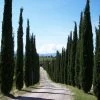 Cupressus Sempervirens 'Totem', Toscana-Zypresse -Gartenpflanzen zypresse mediterran555995a8134b6 1280x1280